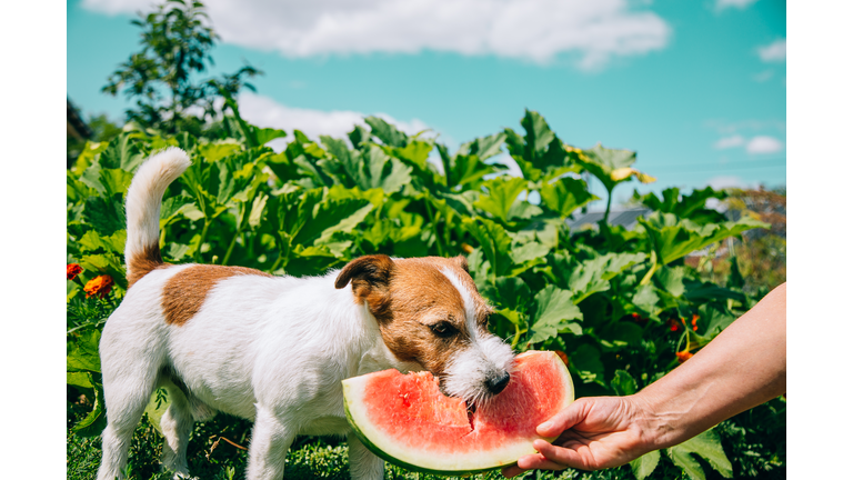 Jack russell terrier eating watermelon.