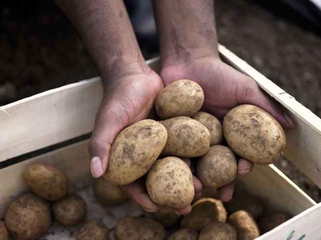 Hands holding potato harvest
