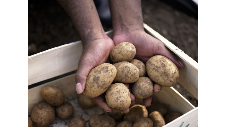 Hands holding potato harvest