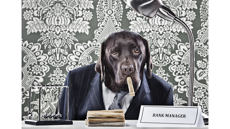 Portrait of Chocolate Labrador as bank manager