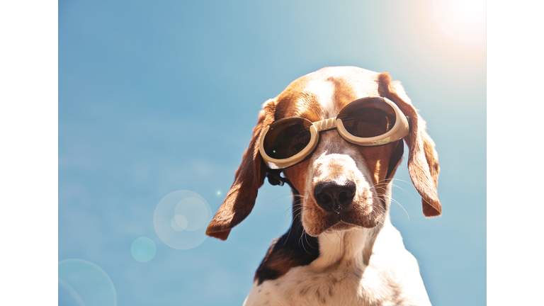 Dog in goggles with sun flare