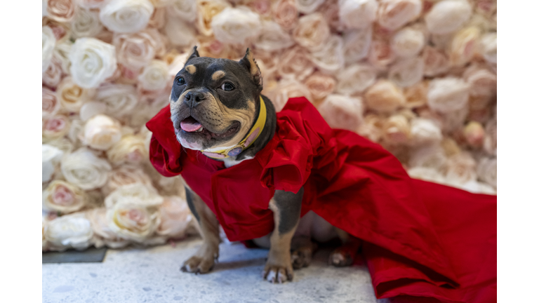 US-animal-offbeat-fashion-PET GALA