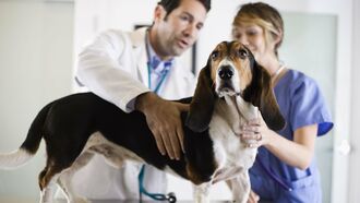 Veterinary Medicine 