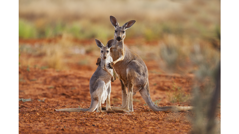 A female red kangaroo holds her juvenile joey while he reaches up for her