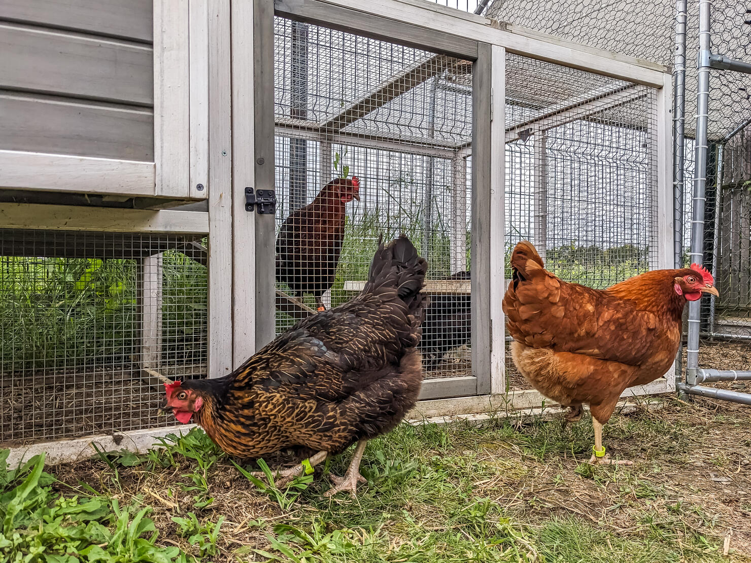 Chickens searching for worms in garden