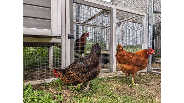 Chickens searching for worms in garden