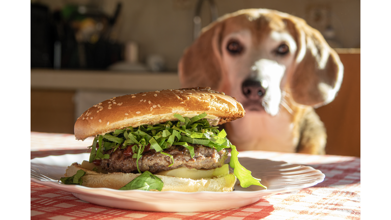 Cheeseburger in close-up on the kitchen table with a blurred beagle dog in the background