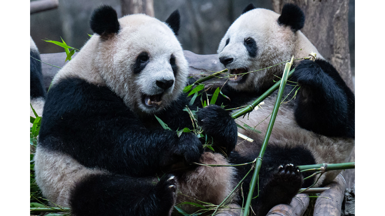 CHINA-ANIMAL-PANDA