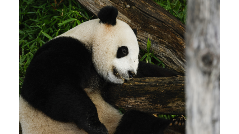 Panda Xiao Qi Ji's 3rd Birthday Celebrated At National Zoo