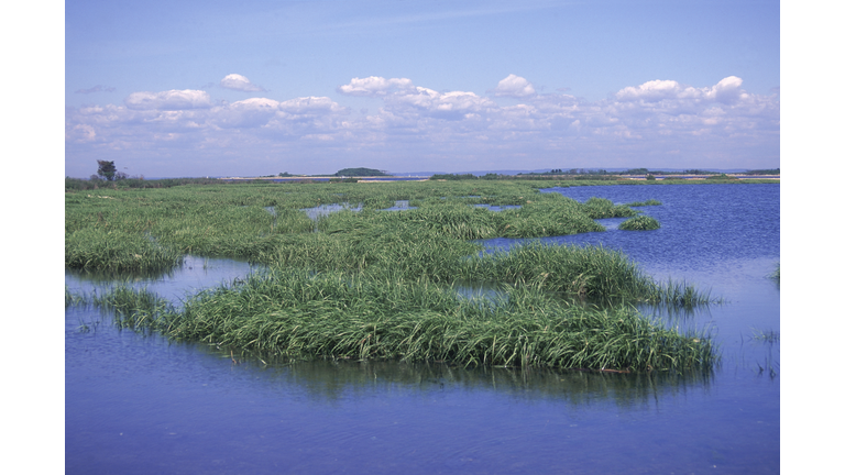 Marshes, Sandy Hook, NJ