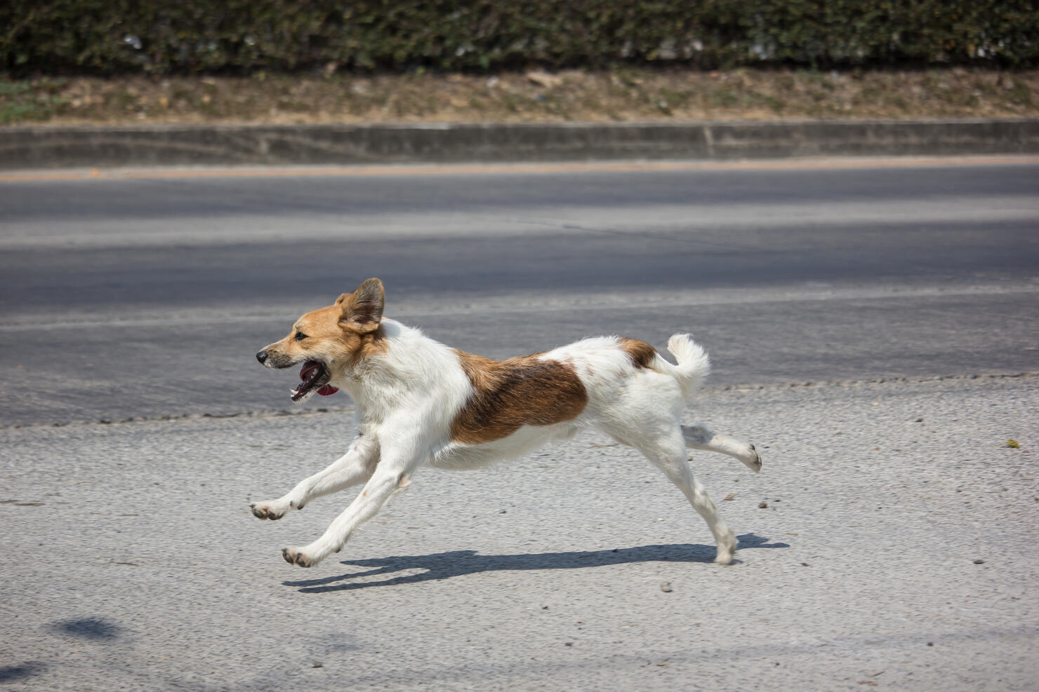 dog running  side of highway road