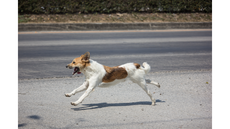 dog running  side of highway road