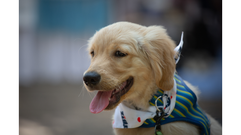 Pet Fiesta Draws Animal Lovers From Across Country To Bangalore