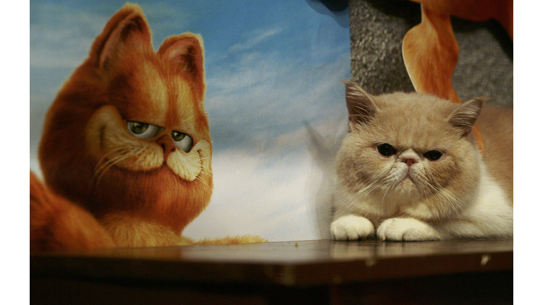 Exotic Shorthair Cats Are Shown To Promote Movie "Garfield"