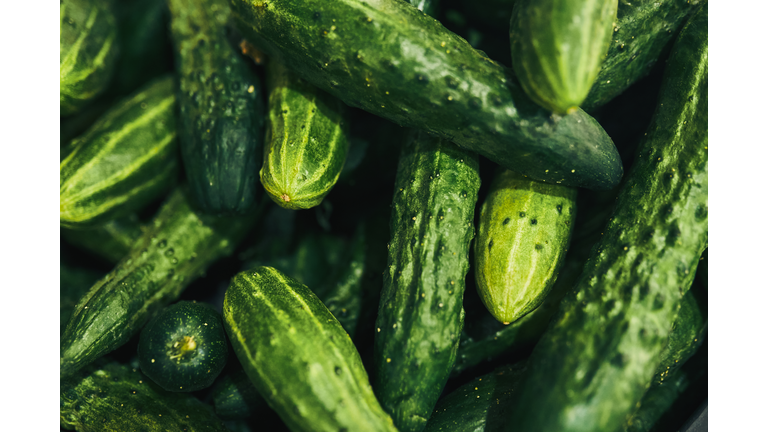 Background of green cucumbers, close-up.