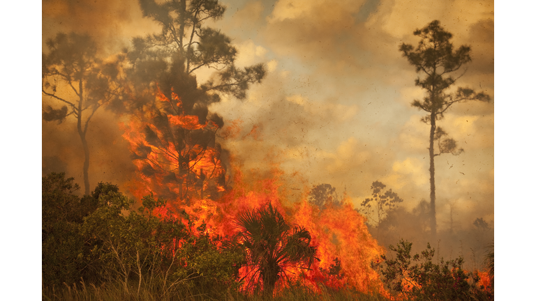 Smoke and burnt wilderness emergency