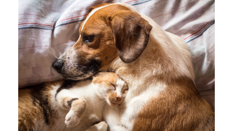 Dog and cat cuddle on bed