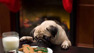 Shock Collar Question (11/11/25)