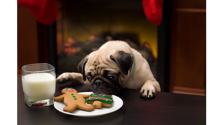 Puppy stealing christmas cookies