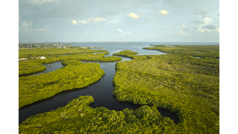 Overhead view of Everglades swamp with green vegetation between water inlets. Natural habitat of many tropical species in Florida wetlands
