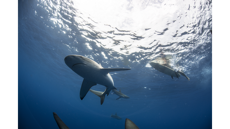 Low angle underwater view of surfer on surfboard with sharks, Colima, Mexico