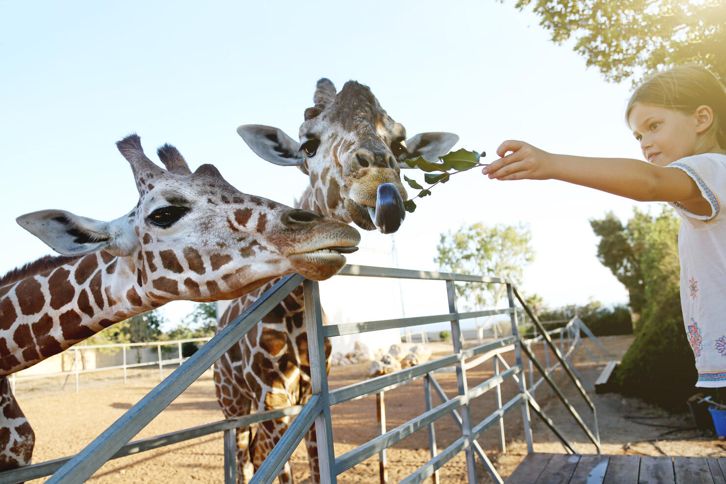 Beautiful Girl Feeding Giraffes At The Public Wild Park