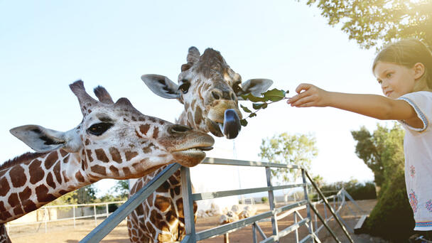 WATCH: Hungry Giraffe Picks Up Toddler From Car At Drive-Thru Safari