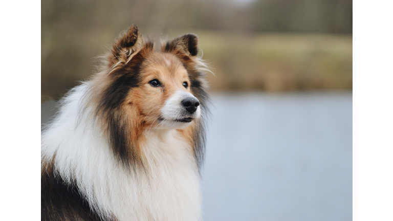 Portrait of a Sheltie Shetland Sheepdog dog