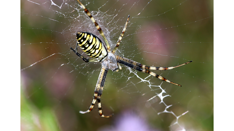 Orb Weaver Wasp Spider (Argiope bruennichi)