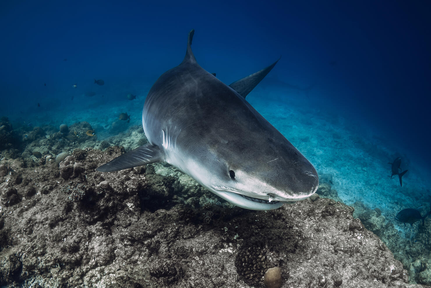 Tiger shark underwater in blue ocean. Shark with sharp teeth, close up