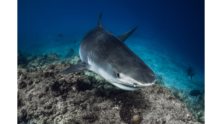 Tiger shark underwater in blue ocean. Shark with sharp teeth, close up