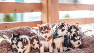 Florida Moves To Strengthen Oversight Of Dog Breeders And Animal Welfare