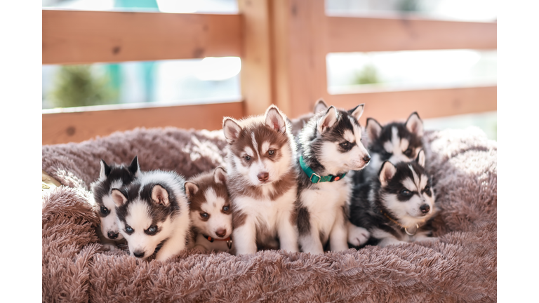 Portrait of eight black and beige husky puppies on cozy couch. Brood of puppies