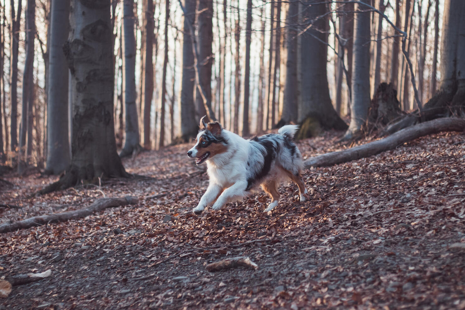 Portrait of Australian Shepherd puppy running in the forest with smiling and sticking out tongue in Beskydy mountains, Czech Republic. Joy of movement