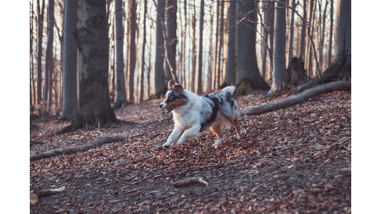 Portrait of Australian Shepherd puppy running in the forest with smiling and sticking out tongue in Beskydy mountains, Czech Republic. Joy of movement