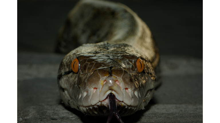 Reticulated python head, front view