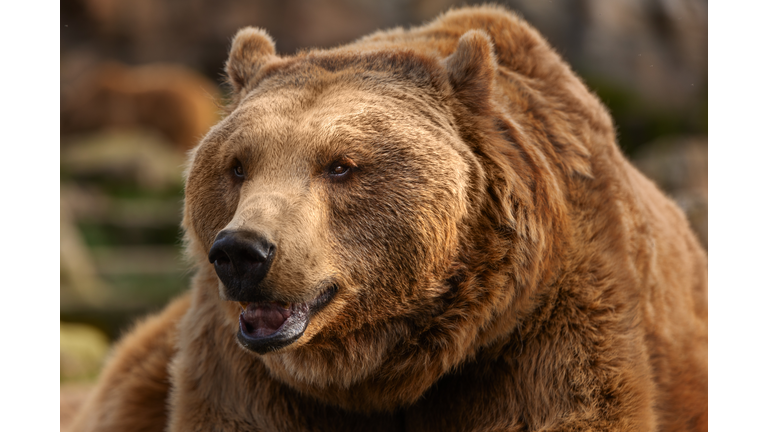 Close-up of a majestic brown bear in its natural habitat.