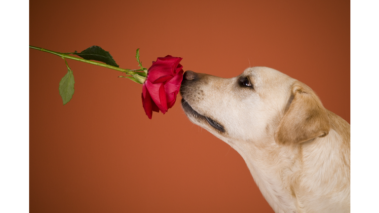 Labrador Retriever Dog Smelling Rose, Orange Background