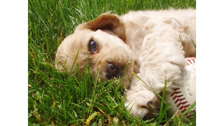 pooped puppy from playing ball