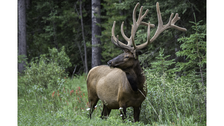 Bull Elk in Meadow