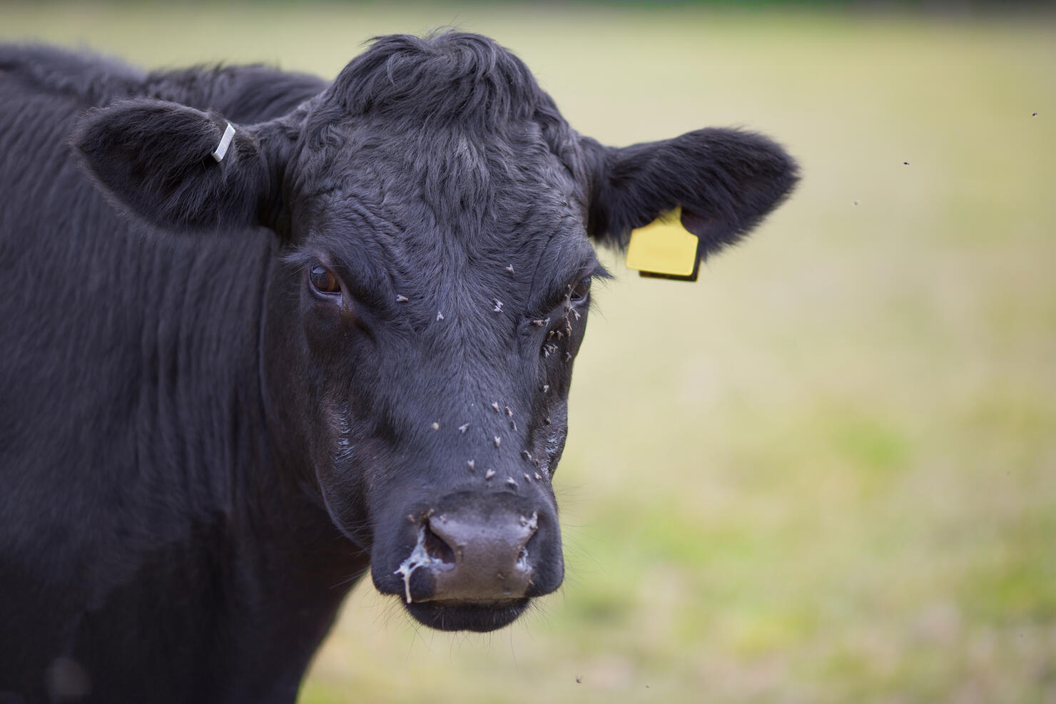 Close up of a cows face