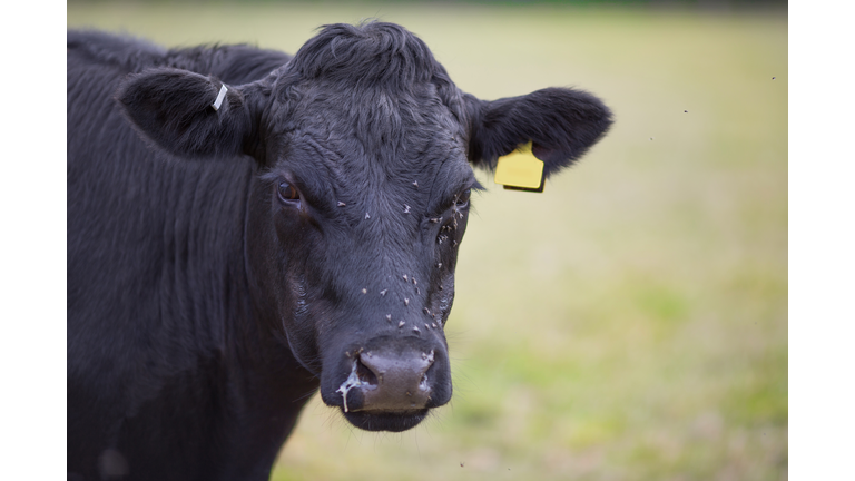 Close up of a cows face