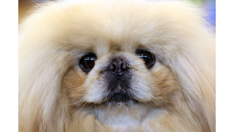 Dogs And Owners Gather For 2009 Crufts Dog Show