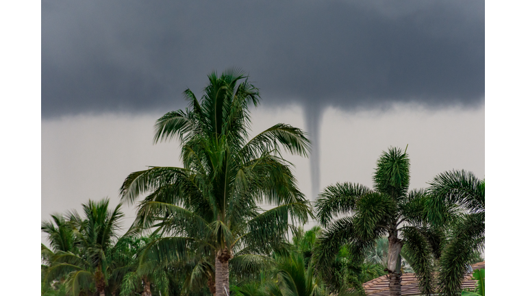 tornado behind palm trees on a stormy summer morning