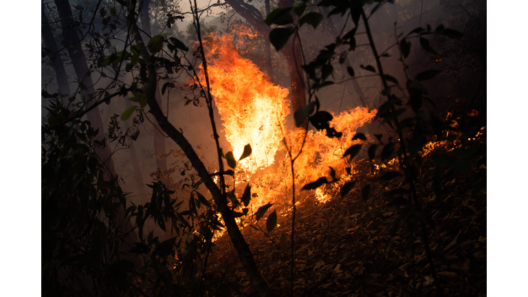 Forest Fires Burn in Half of Mexican States Affected by Drought