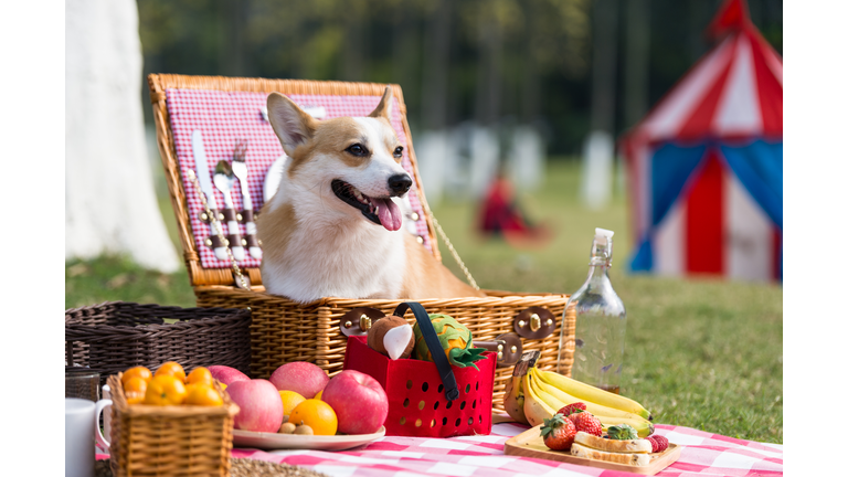 The dog on the grass for a picnic