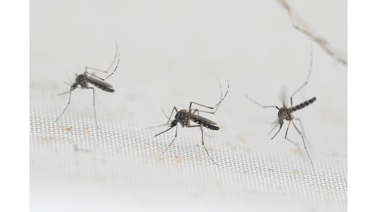 ARGENTINA-HEALTH-VIRUS-DENGUE-AEDES AEGYPTI