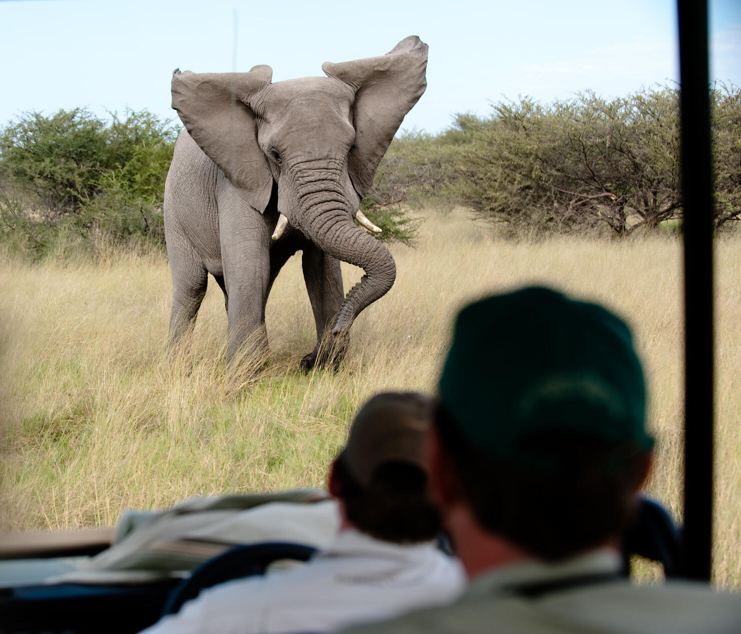 Elephant mock charging safari vehicle