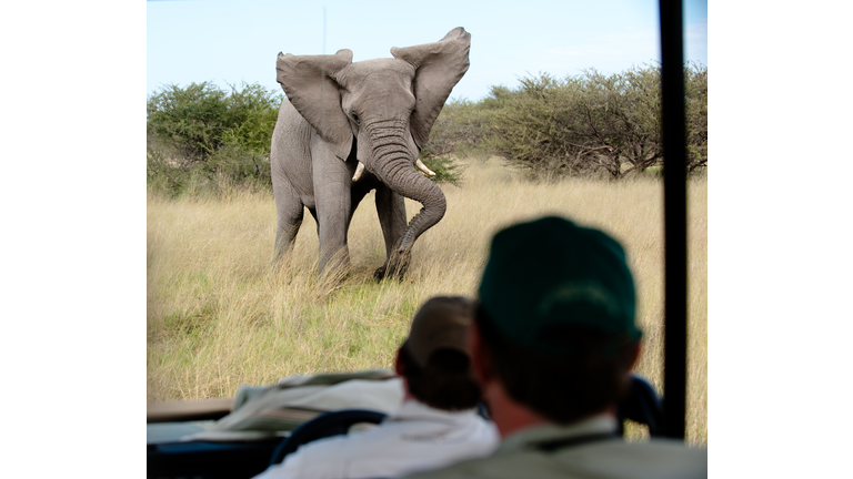 Elephant mock charging safari vehicle