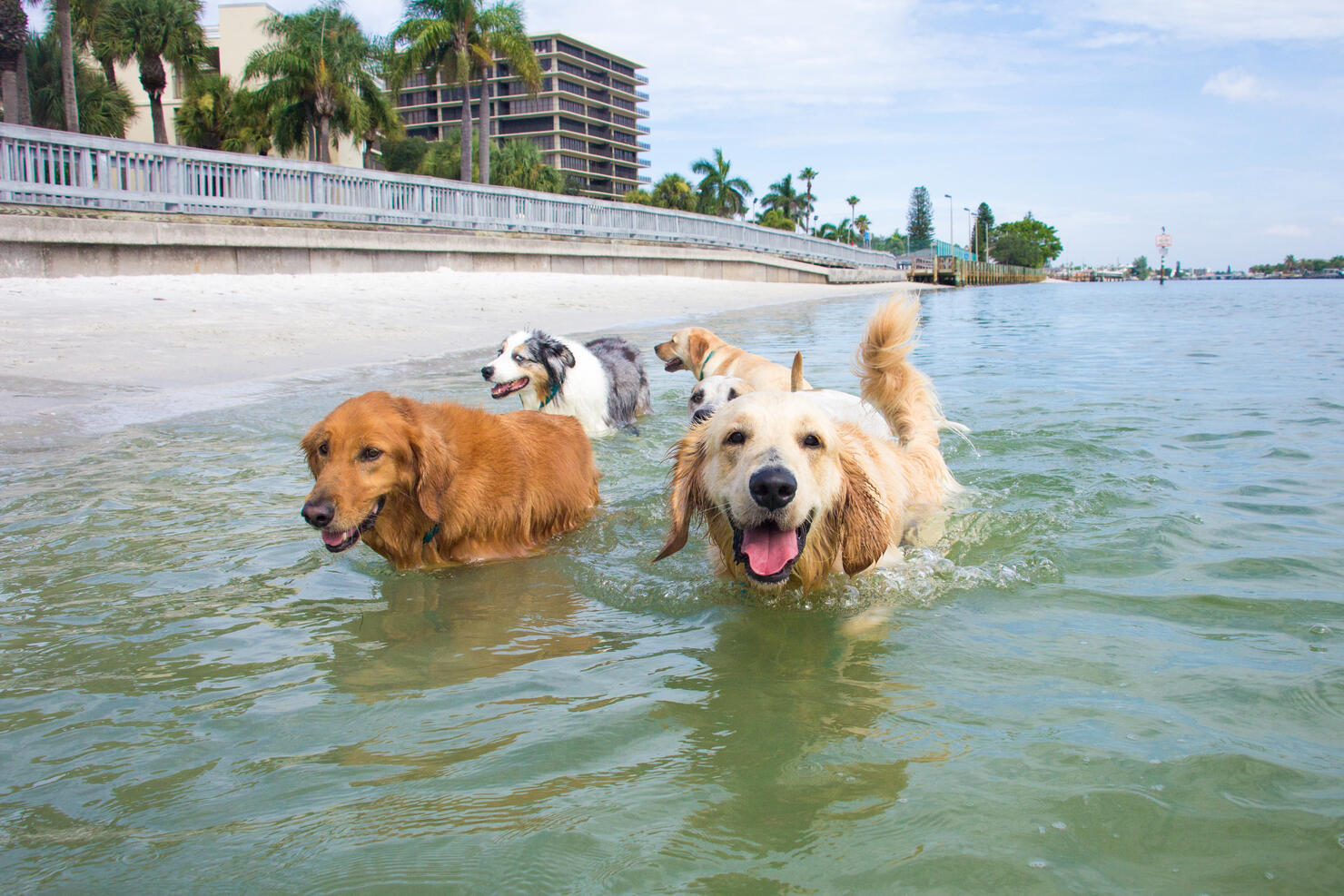 Five dogs walking in ocean, Florida, USA